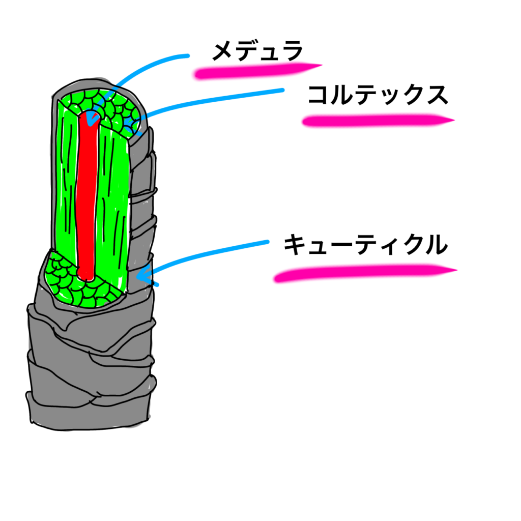 髪のダメージレベルを正しく判断しよう